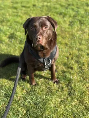 a brown dog is sitting in the grass at Lakeside retreat - Lodge 2F caer beris holiday park - no commercial vehicles allowed on site in Builth Wells