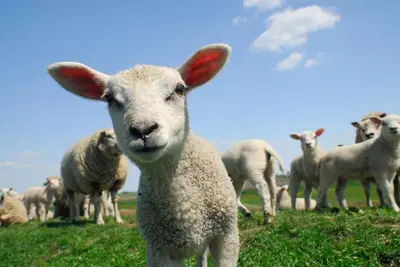 a herd of sheep standing on a grassy field at Ty-Gwair-Byrdir in Dyffryn