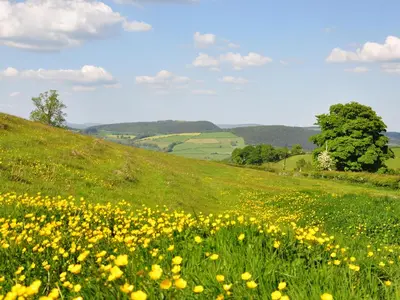 a field of yellow flowers on a green hill at Rockhill Farm Hay Barn in Craven Arms