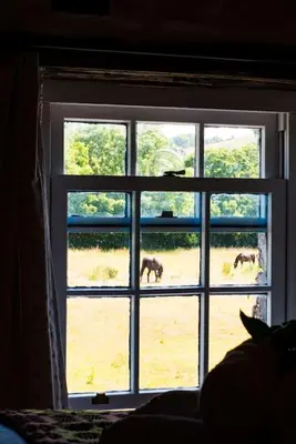 a window with two horses walking outside of it at Tan Y Bryn in Llanrhystyd