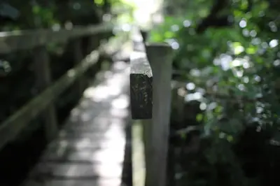 a wooden bridge with a fence and trees at Sea the Stars in New Quay