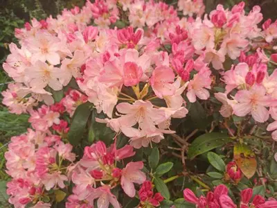a bunch of pink flowers in a garden at Penbryn Mynach Holiday Cottage in Barmouth