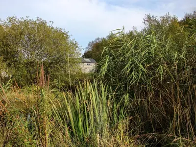 a field of tall grass with a house in the background at The Chicken Coop in Shrewsbury