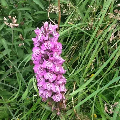 a purple flower in the middle of some grass at Tanybryn (Welsh meaning on the brow of a hill) in Tregaron