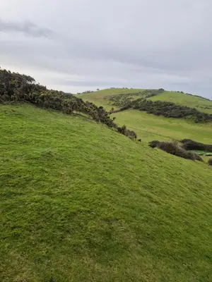 a green field with a sheep in the distance at Harries Lodge 2 Aberaeron in Aberaeron