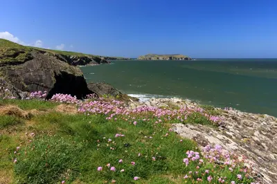 a field of pink flowers on a cliff near the ocean at No. 1 Cliffside New Quay in New Quay