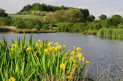 a body of water with yellow flowers in the foreground at Bryn Isaf Tregaron in Ystrad-Meurig