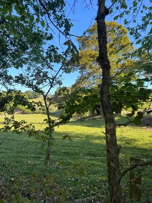 a tree in the middle of a field at Llanerch in Bala