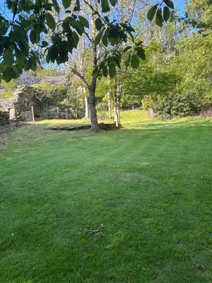 a field of green grass with a tree in it at Llanerch in Bala