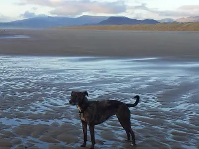 a black dog standing on the beach at Ty'r Adar at Graig Wen in Arthog