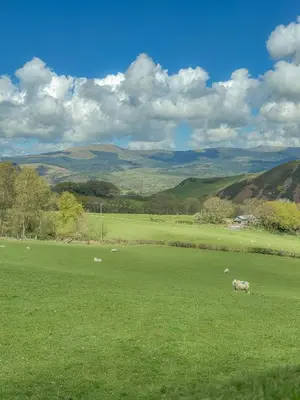 a herd of sheep grazing in a green field at Glyndwr Way Cabin in Machynlleth