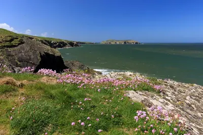 a field of pink flowers on a cliff near the ocean at The Coach House New Quay in Cross Inn