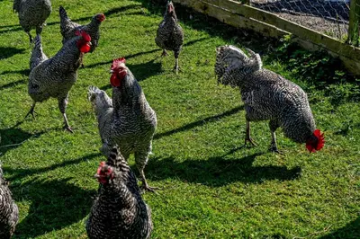 a group of chickens walking around in the grass at 2 Bed in Cross Inn oc-t29117 in Cross Inn