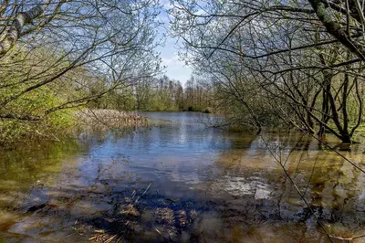 a river with trees on the side of it at 2 Bed in Cross Inn oc-t29117 in Cross Inn