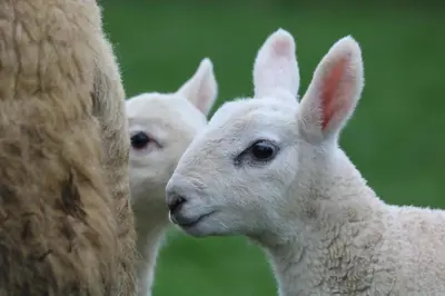 two white lambs standing next to each other at Cob Cottage in Tregaron