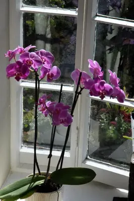 a purple orchid in a vase next to a window at Hiraeth Homestay xxx in Llangollen