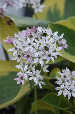 a bunch of white and pink flowers on a plant at Hiraeth Homestay xxx in Llangollen