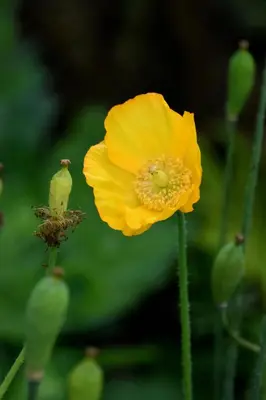 a yellow flower with a bee on top of it at Hiraeth Homestay xxx in Llangollen