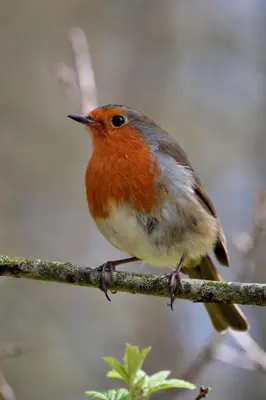 a small bird perched on a tree branch at Hiraeth Homestay xxx in Llangollen