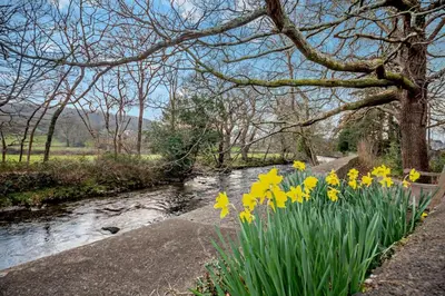 a stream with yellow daffodils next to a river at 3 Bed in Llanbedr oc-t28932 in Llanbedr