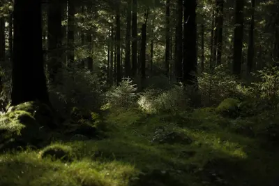 a dark forest with green grass and trees at Two unique cabins wrapped in beautiful welsh scenery in Presteigne