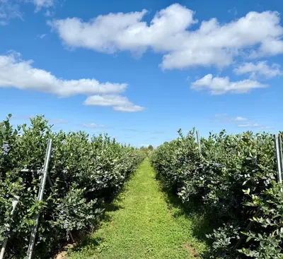 a row of apple trees in an orchard at Serafina Lodge in Leominster