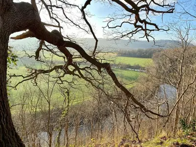 a tree with no leaves next to a body of water at The Guest House near Hay on Wye in Hereford