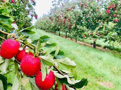 a bunch of apples on a tree in an apple orchard at The Guest House near Hay on Wye in Hereford