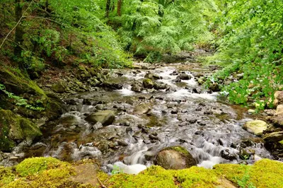 a stream of water with rocks in a forest at Finest Retreats - Hermon Bach in Dolgellau