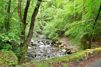 a stream in the middle of a forest with a road at Finest Retreats - Hermon Bach in Dolgellau