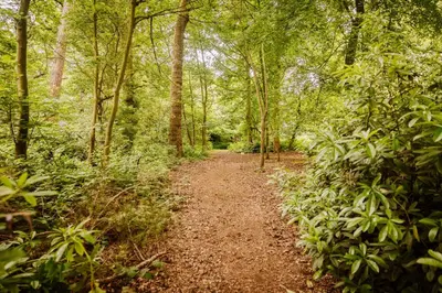 a dirt trail in a forest with trees at Tedsmore Cottages in Oswestry