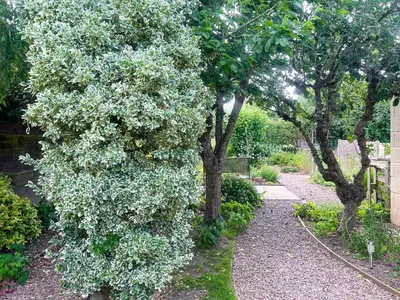 a tree with white flowers in a garden at Mum's Place in Hay-on-Wye
