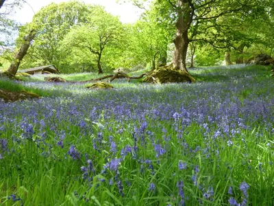 a field of purple flowers in a forest at Tollant in Rhayader