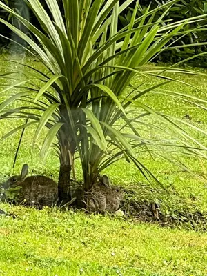 two rabbits under a palm tree in the grass at The Duck House in Barmouth
