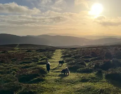 three goats walking in a field with the sun in the background at Gooseyard at Middle Farm and Cottages in Picklescott