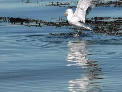 a white bird is standing in the water at Snowdonia Holiday Sea Beach and Mountains view in Llwyngwril
