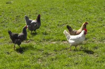 a group of chickens standing in the grass at Garden View Apartment in Oswestry