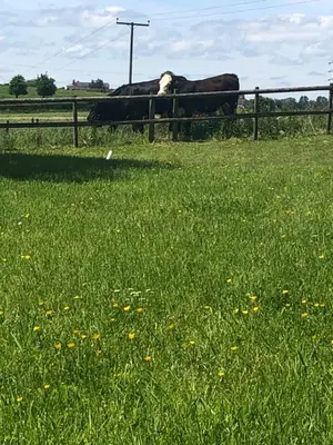 two cows standing behind a fence in a field at Oak Barn, Ludlow in Ludlow