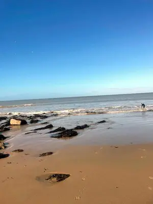 a dog is in the water at the beach at Cabin Cynthia in Llwyngwril