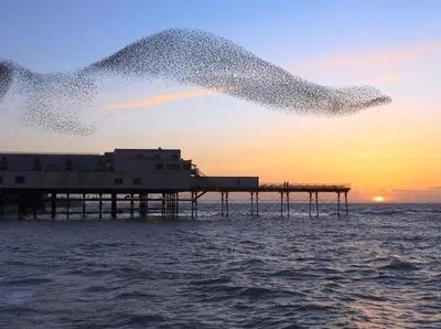 a pier with a flock of birds flying over the ocean at Fisherman's Cottage in Aberystwyth
