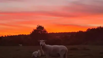 a couple of sheep standing in a field at sunset at The Piggery in Yarpole