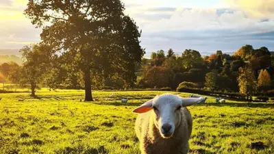 a sheep standing in a field of green grass at The Old Dairy in Yarpole