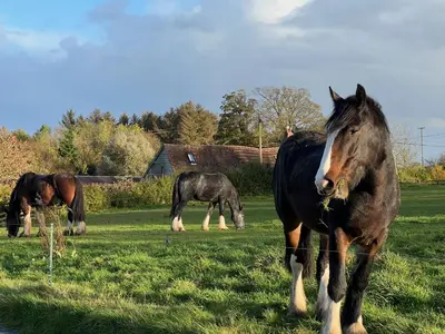 a group of horses grazing in a field at The Barn at Middle Farm and Cottages in Picklescott