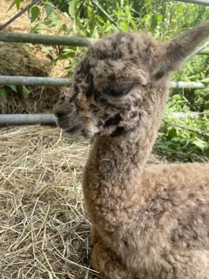 a llama sitting on the hay in a cage at Acorn Warren in Welshpool
