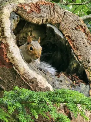 a squirrel looking out from a hole in a tree at Bryn Cnocell in Trawsfynydd