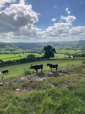 a group of cows standing on top of a hill at Fair View Bell Tent in Oswestry