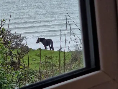 a horse standing on a field near the water at Woodland Roost in Barmouth
