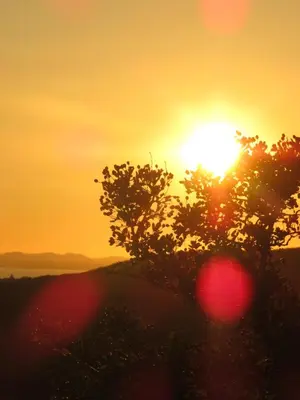 a sunset with the sun setting behind two trees at Garth Engan B&B with private lounge in Llanbedr