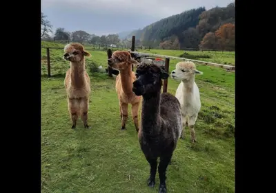 a group of sheep standing in a field at Owl Cabin in Llanbrynmair