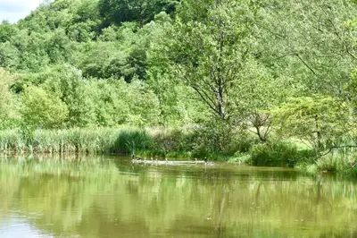 a group of ducks swimming in a body of water at Secluded Farmhouse with Private Lake in Llanwrda